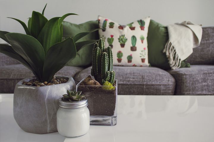 Three plants placed on a table in front of a grey couch