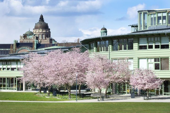 Stockholm University campus with its iconic light green buildings, and beautiful cherry blossom trees in the front